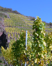 Steillagenweinbau in der Weinlage Rüberberger Domherrenberg, moselaufwärts von Poltersdorf gelegen